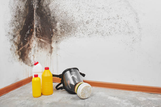 Best Black Mold Removal  in Miami, FL