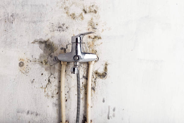 Best Certified Mold Removal  in Miami, FL