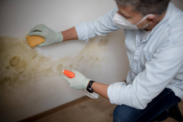 Best Mold Damage Repair  in Miami, FL