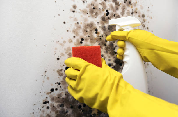 Best Professional Mold Removal  in Miami, FL