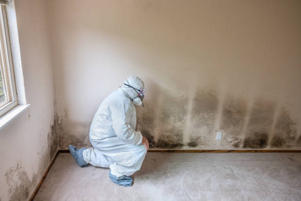 Miami, FL Mold Removal Company