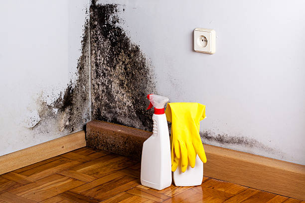 Certified Mold Removal in Miami, FL