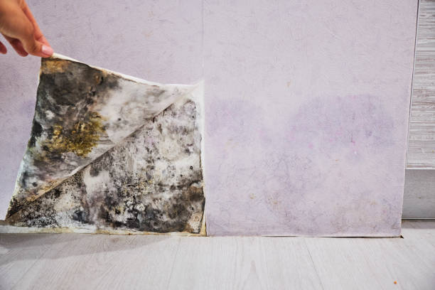 Trusted Miami, FL Mold Removal Experts
